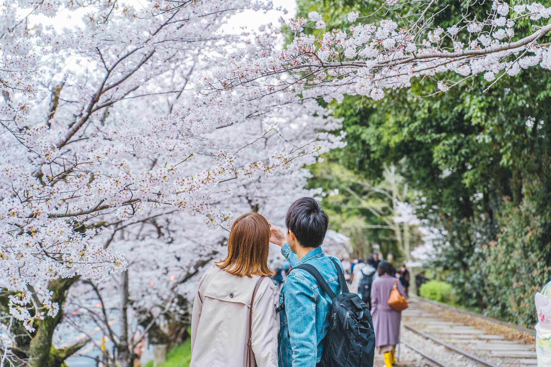 Voyage au Japon : Nos recommandations pour profiter des cerisiers en fleurs