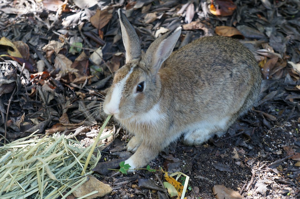L’île aux lapins au Japon : Découvrir Okunoshima