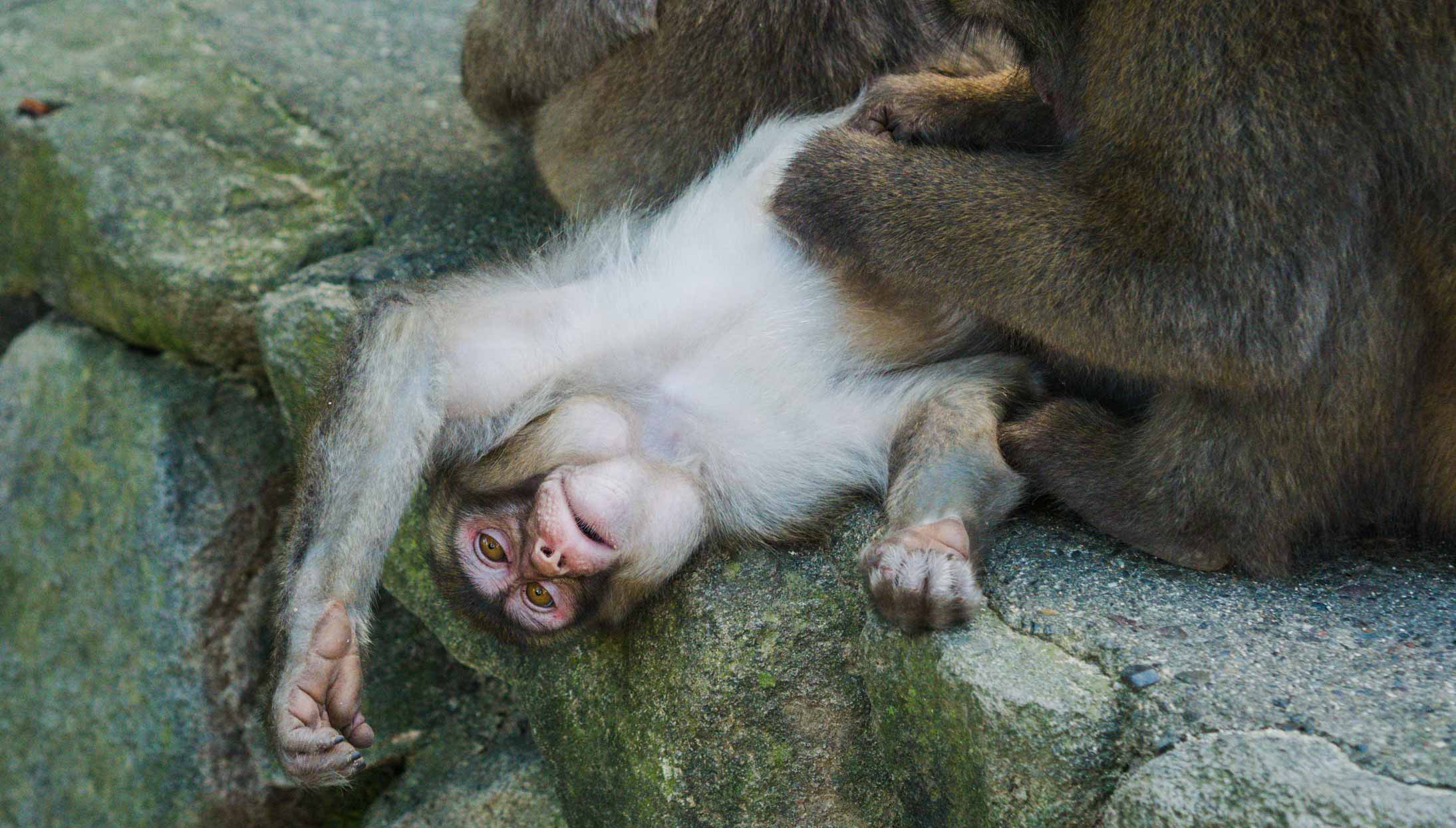 Macaque japonais au parc de Takasakiyama, près de Beppu